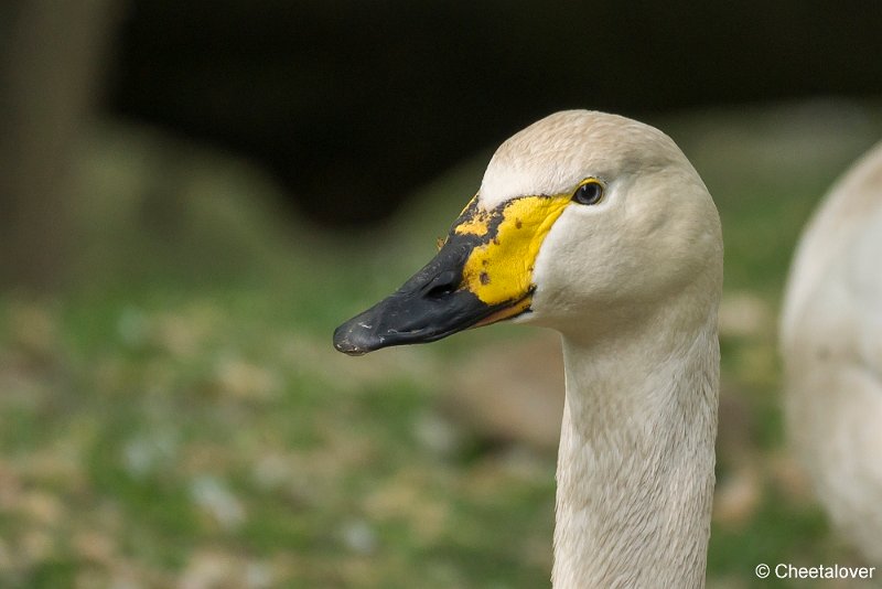 _DSC0283.JPG - Wilde Zwaan
