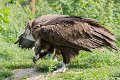 _DSC0006