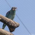 _DSC0015