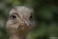 _DSC0111