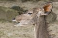_DSC0195