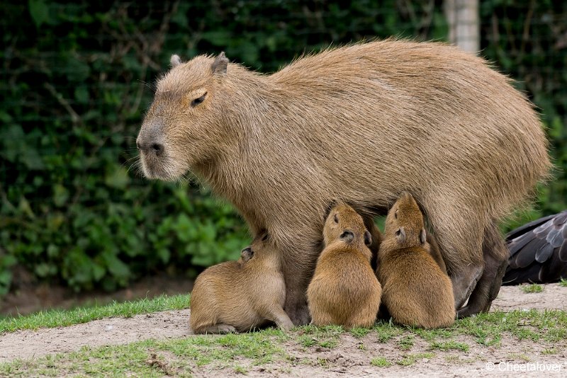 _DSC0019.JPG - Capibara