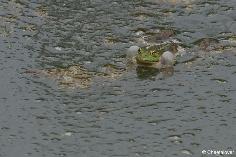 _DSC0072.JPG - Groene Kikker