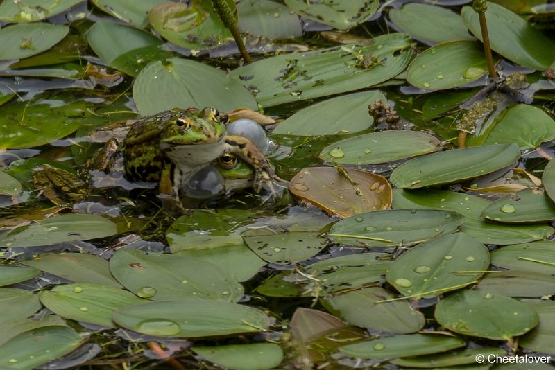 _DSC0094.JPG - Groene Kikker