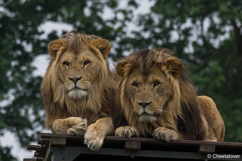 _DSC0101.JPG - Afrikaanse Leeuw