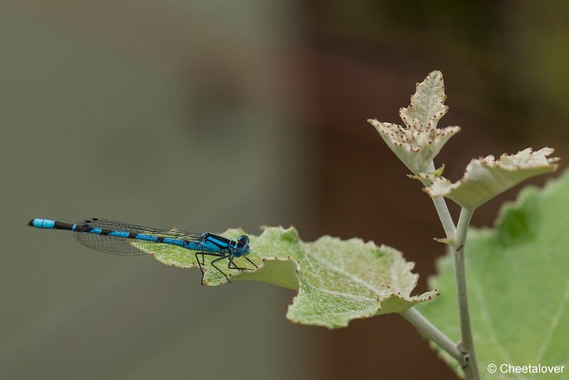 _DSC0141.JPG - Azuurwaterjuffer