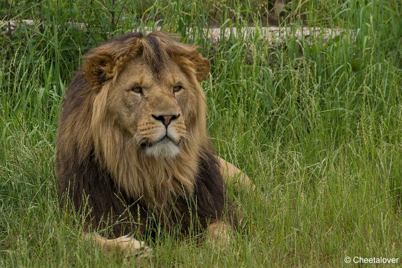 _DSC0146.JPG - Afrikaanse Leeuw