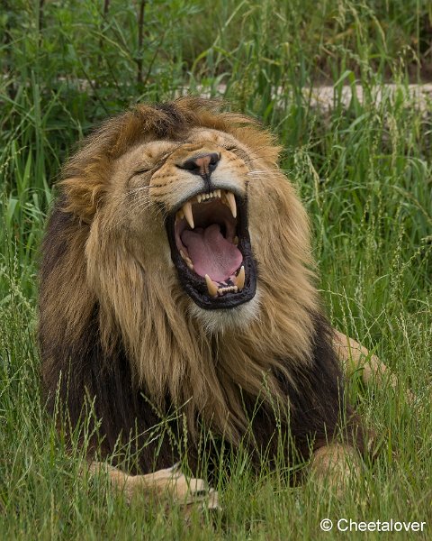 _DSC0151.JPG - Afrikaanse Leeuw