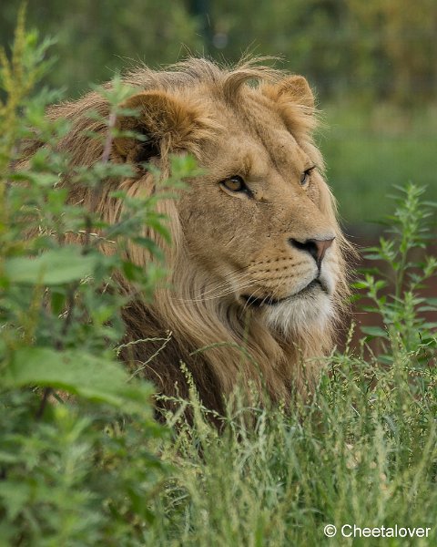 _DSC0161.JPG - Afrikaanse Leeuw