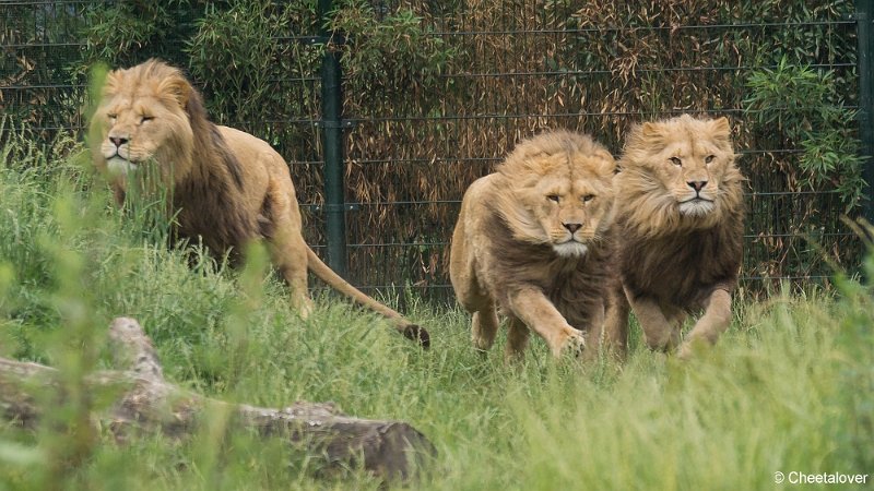 _DSC0187.JPG - Afrikaanse Leeuw