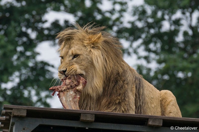 _DSC0216.JPG - Afrikaanse Leeuw