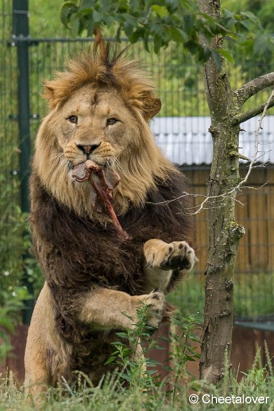 _DSC0234.JPG - Afrikaanse Leeuw