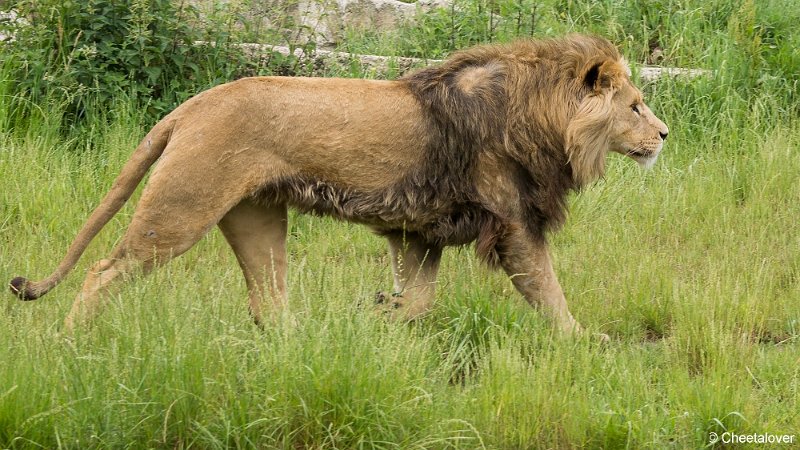 _DSC0250.JPG - Afrikaanse Leeuw
