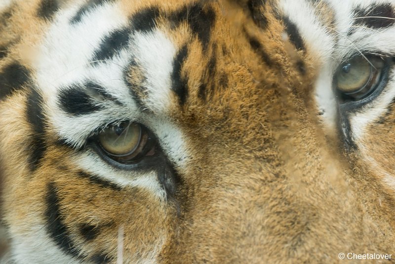 _DSC0259.JPG - Siberische Tijger