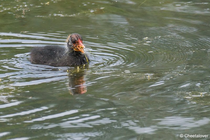 _DSC0260.JPG - Meerkoet
