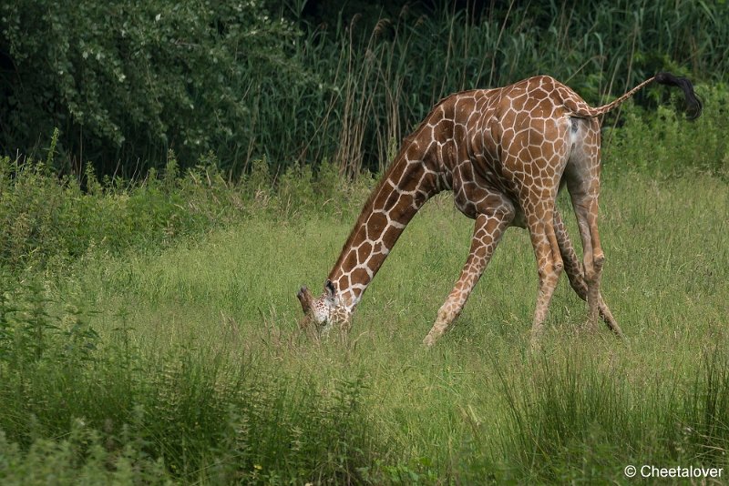 _DSC0274.JPG - Netgiraffe
