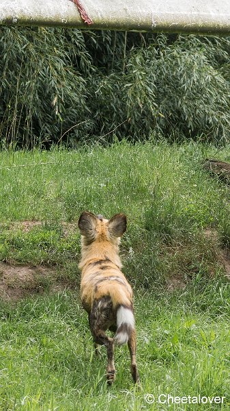 _DSC0385.JPG - Afrikaanse Wilde Hond