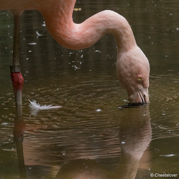 _DSC0411.JPG - Chileense Flamingo