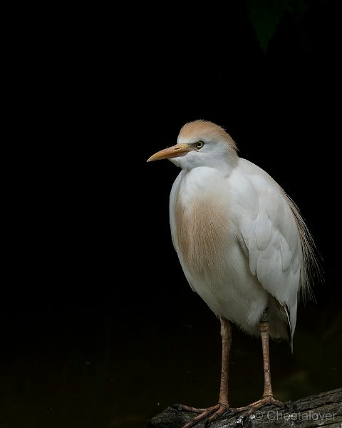 _DSC0026.JPG - Koereiger
