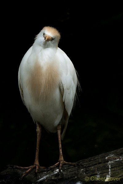 _DSC0028.JPG - Koereiger