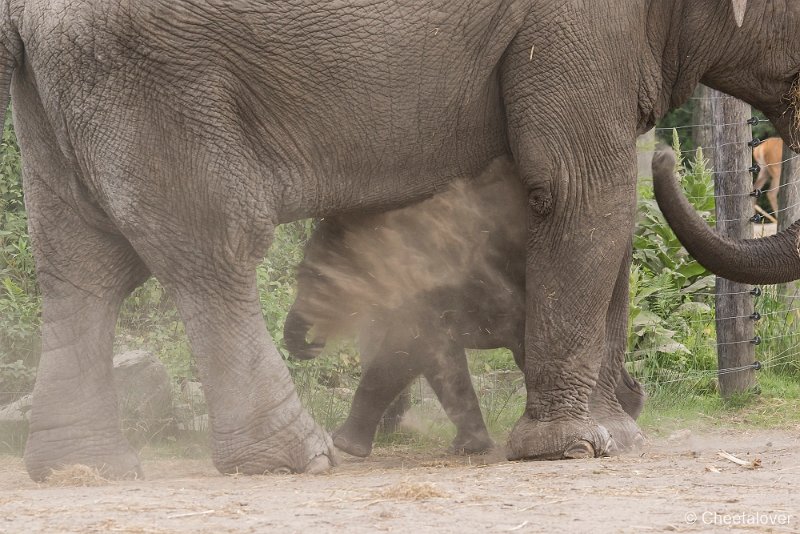_DSC0049.JPG - Aziatische Olifant
