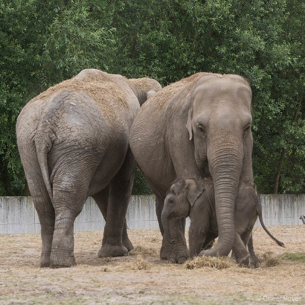 _DSC0052.JPG - Aziatische Olifant