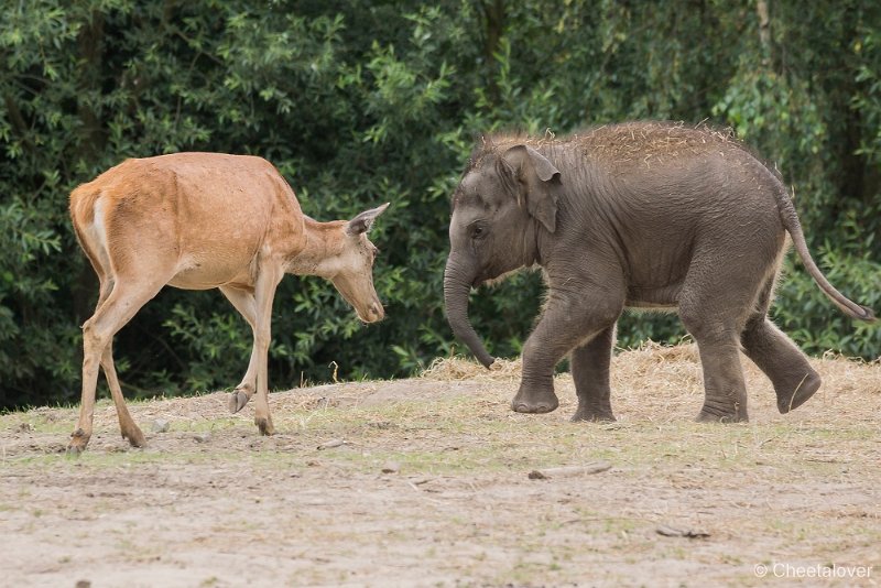 _DSC0063.JPG - Aziatische Olifant en Edelhert
