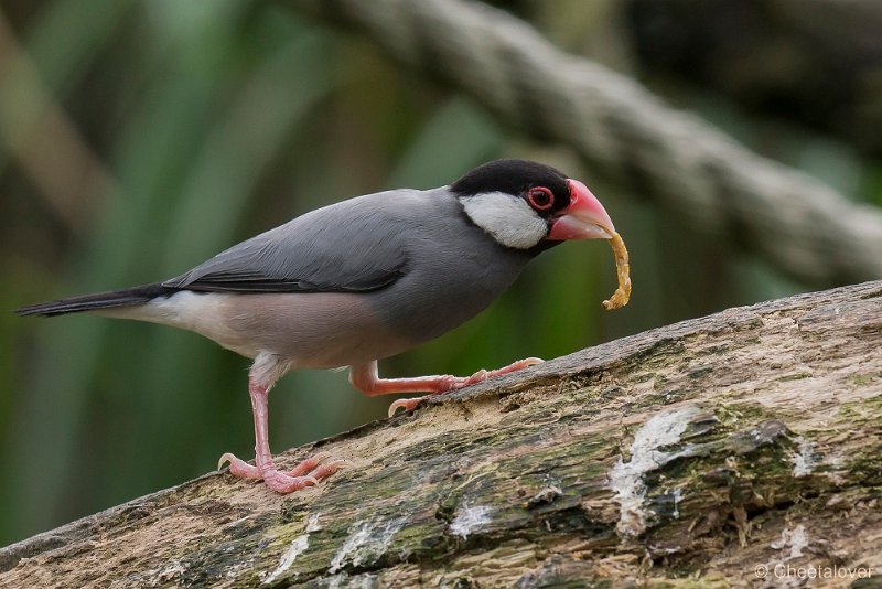 _DSC0084.JPG - Rijstvogel