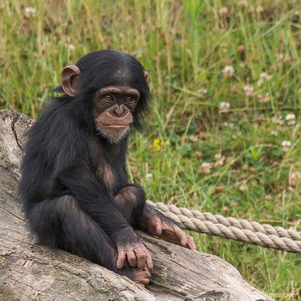 _DSC0248.JPG - Chimpansee