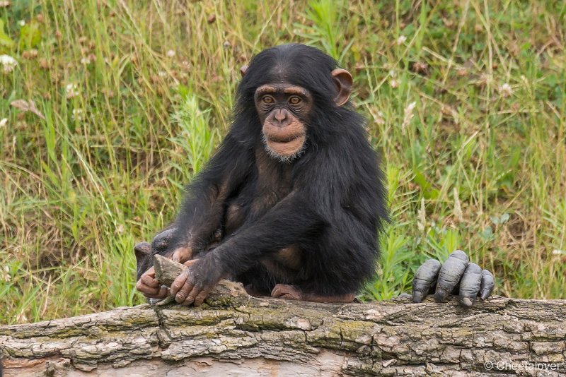 _DSC0262.JPG - Chimpansee