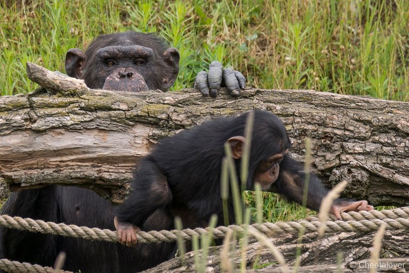_DSC0264.JPG - Chimpansee