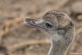 _DSC0228