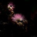 _DSC0007