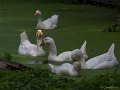 _DSC0063