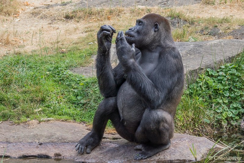 _DSC0049.JPG - Laaglandgorilla