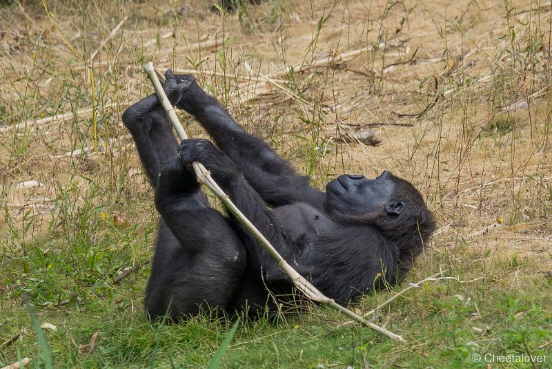 _DSC0055.JPG - Laaglandgorilla