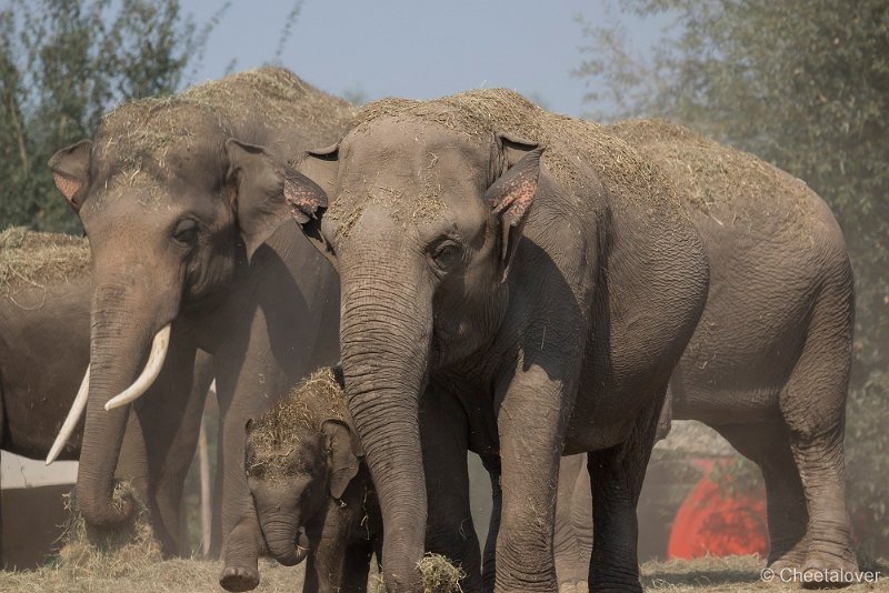 _DSC0060.JPG - Aziatische Olifant