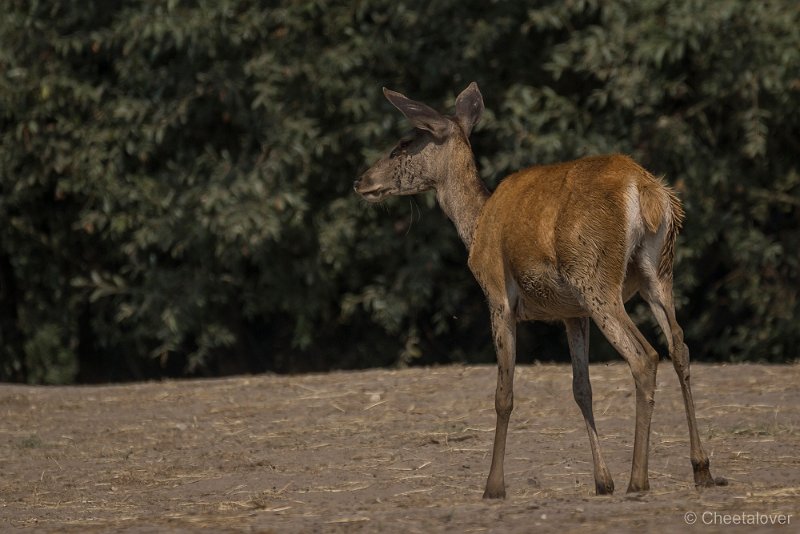 _DSC0061.JPG - Edelhert