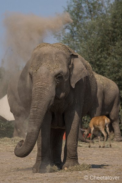 _DSC0062.JPG - Aziatische Olifant
