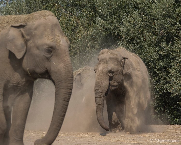 _DSC0063.JPG - Aziatische Olifant