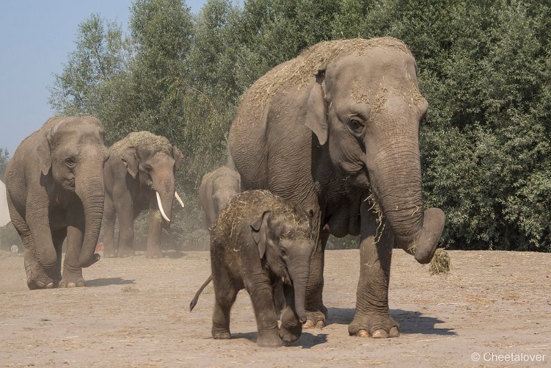 _DSC0066.JPG - Aziatische Olifant
