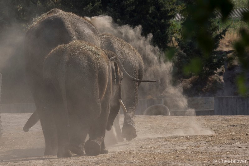 _DSC0076.JPG - Aziatische Olifant