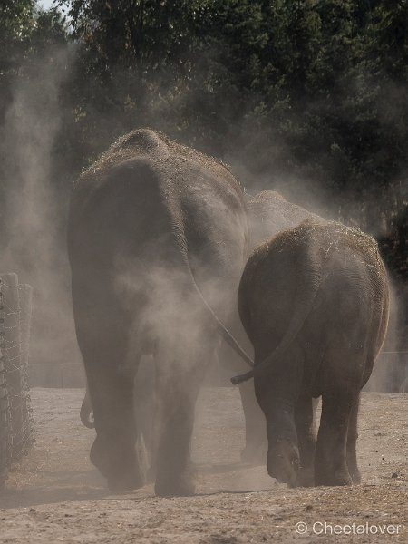_DSC0077.JPG - Aziatische Olifant