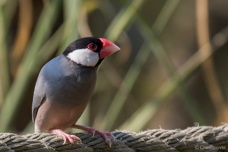 _DSC0087.JPG - Rijstvogel