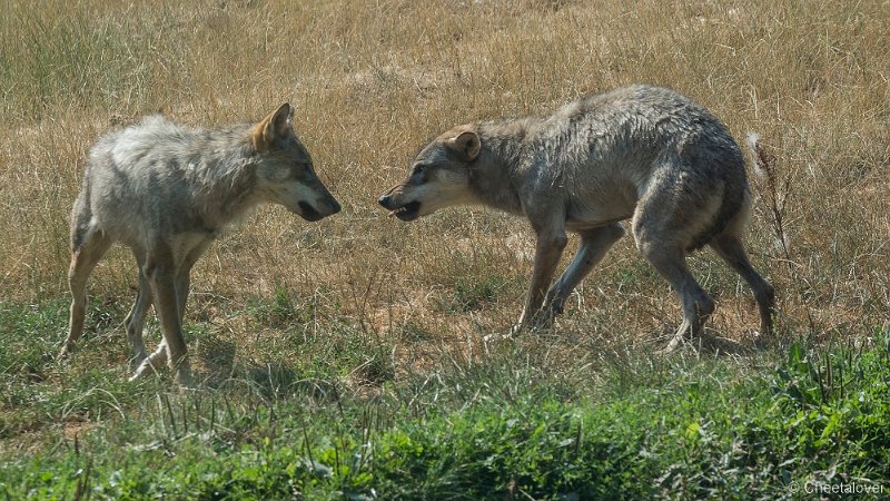 _DSC0107.JPG - Wolf