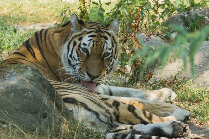 _DSC0122.JPG - Siberische Tijger