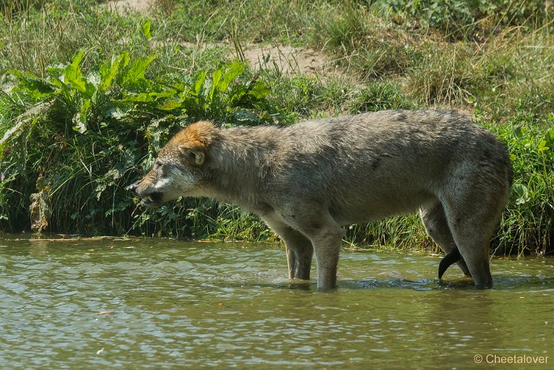 _DSC0130.JPG - Wolf