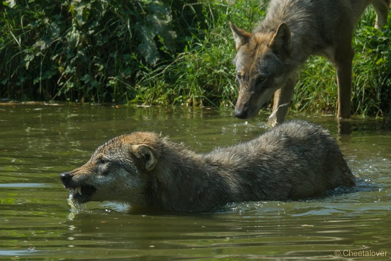 _DSC0134.JPG - Wolf