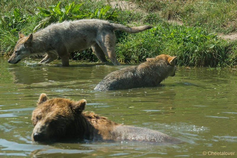 _DSC0137.JPG - Wolf en Europese Bruine Beer