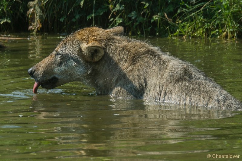 _DSC0145.JPG - Wolf